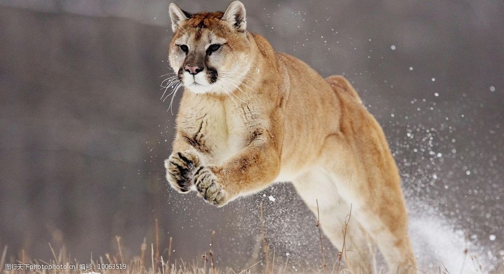 关键词:动物世界 野猫 猫咪 动物 生物 动物园 野生动物 保护动物 猫