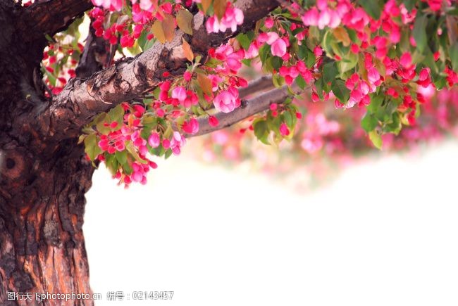 关键词:唯美桃花树免费下载 桃花的图片 桃花树 唯美背景 唯美的 图片