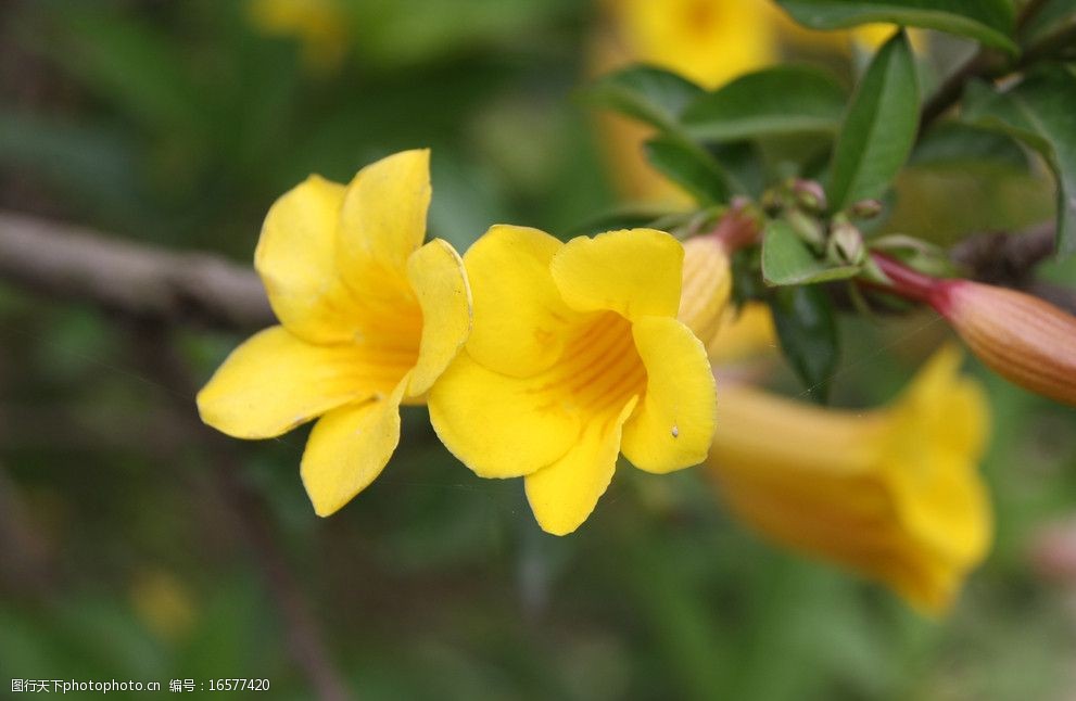 关键词:春天的花朵 花 大花 花朵 树叶 叶子 树根 黄花 花草 生物世界