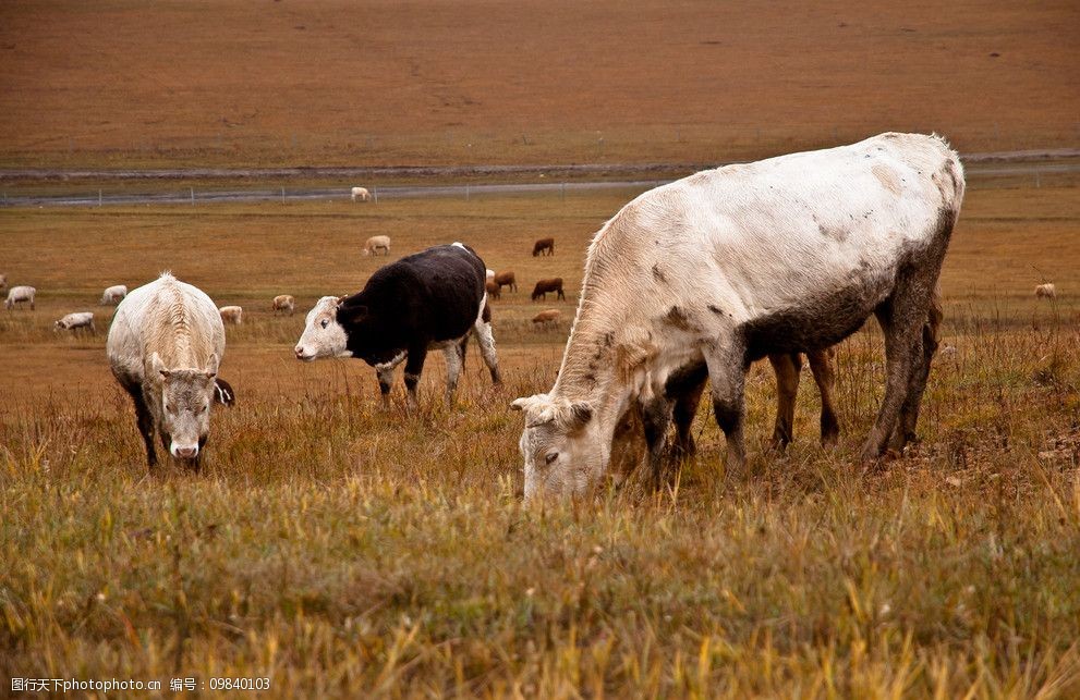 草原 牛群 草地 坝上风景 内蒙古草原 家禽家畜 生物世界 摄影 350dpi