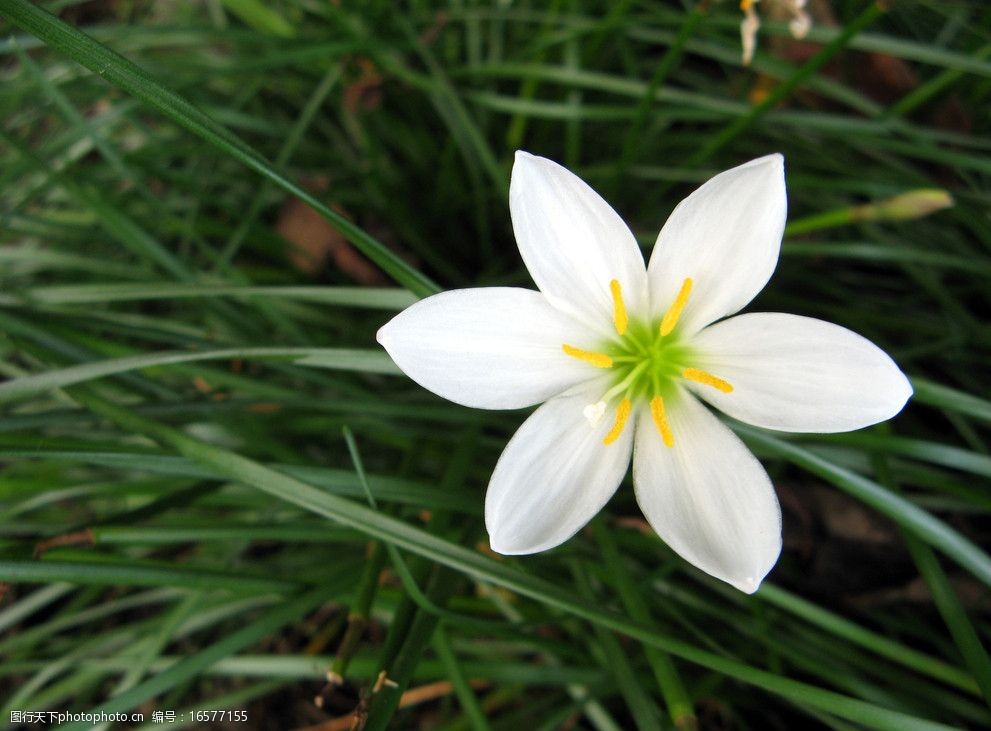 关键词:白色野花 野花 草 绿草地 花蕊 六瓣白花 花草 生物世界 摄影