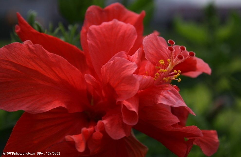 关键词:高清花朵 红花 花朵 春天 绿色 花草 生物世界 摄影 72dpi jpg