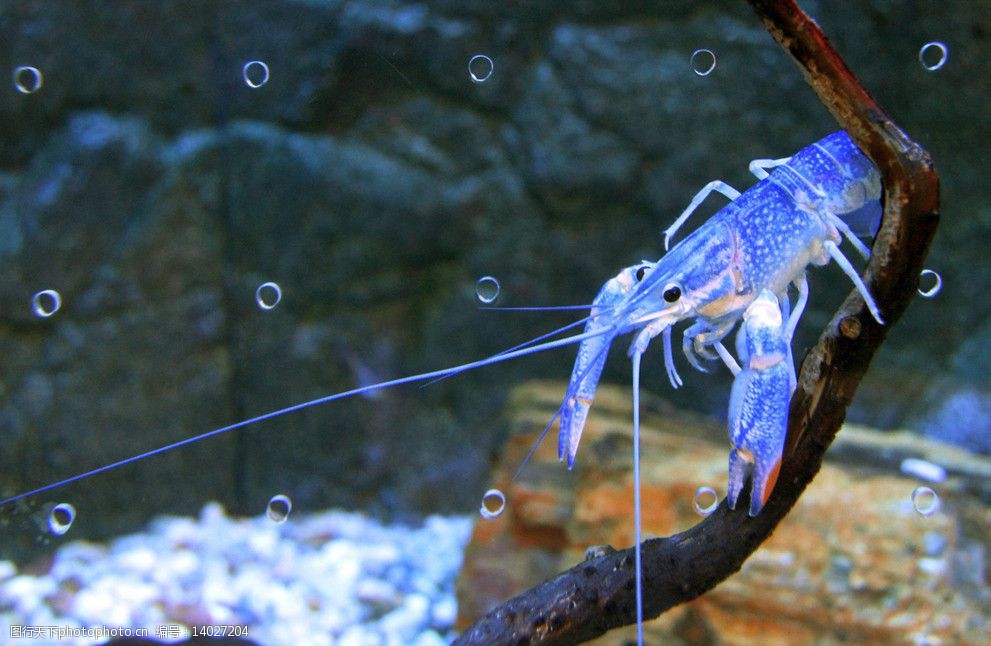 澳洲蓝魔虾图片