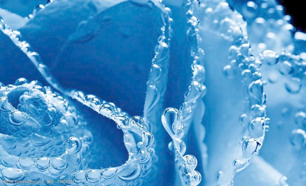 蓝玫瑰特写水珠水滴图片