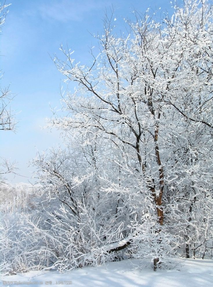 冬天树上积雪图片