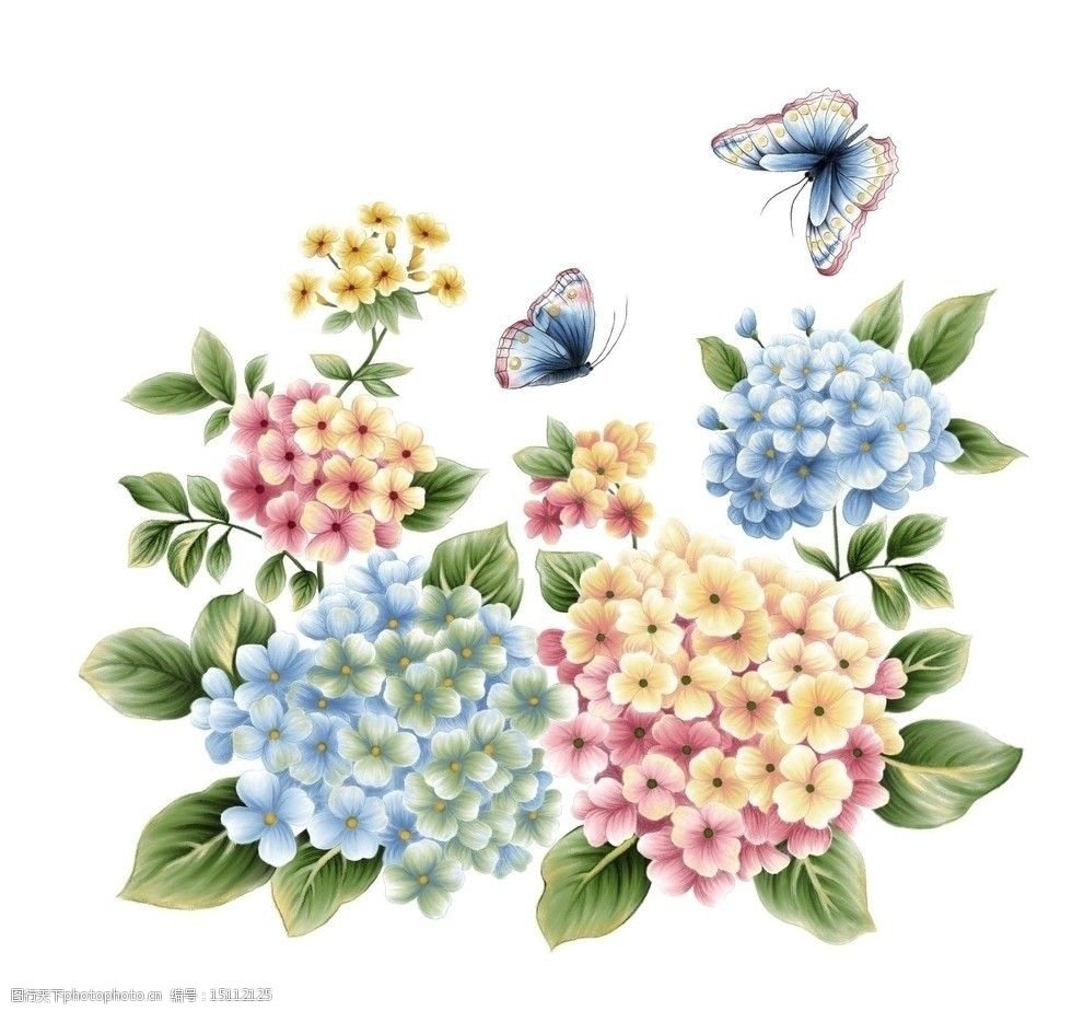 关键词:绣球花 鲜花 花朵 绿叶 蝴蝶 花草 昆虫 手绘 手绘稿 其他 源
