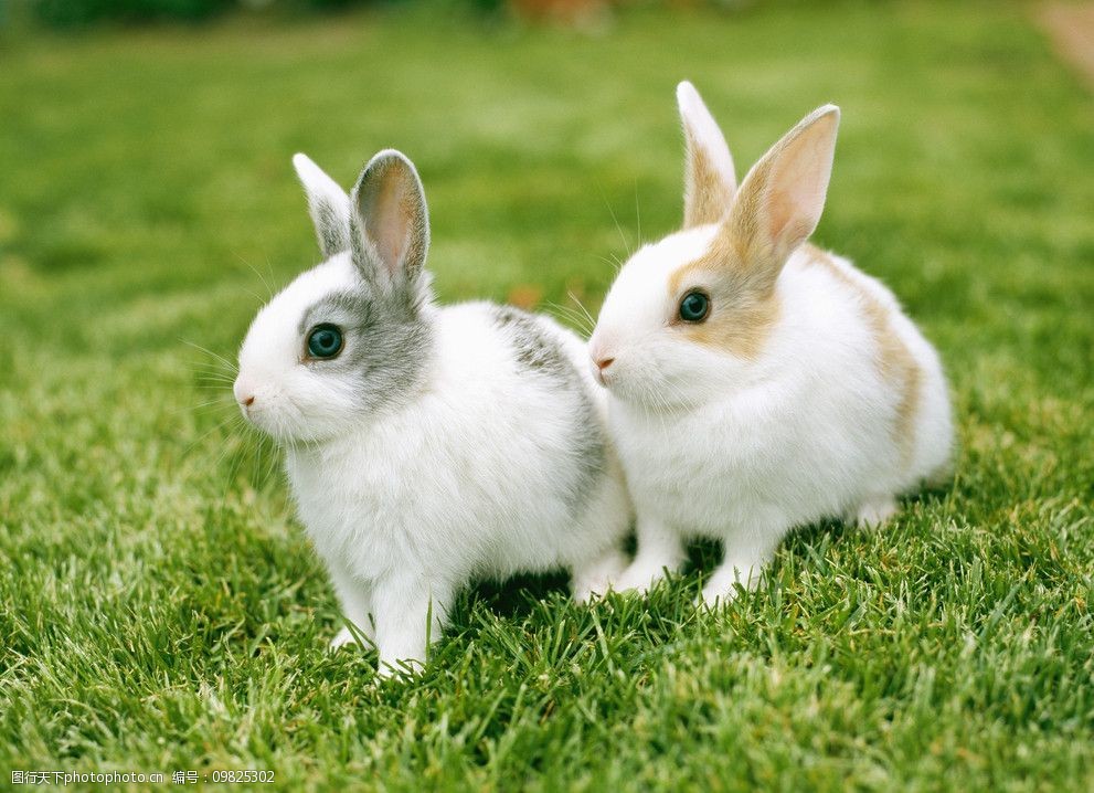 兔子 看风景 草地 嬉戏的 相依相偎 300dpi 家禽家畜 生物世界 摄影