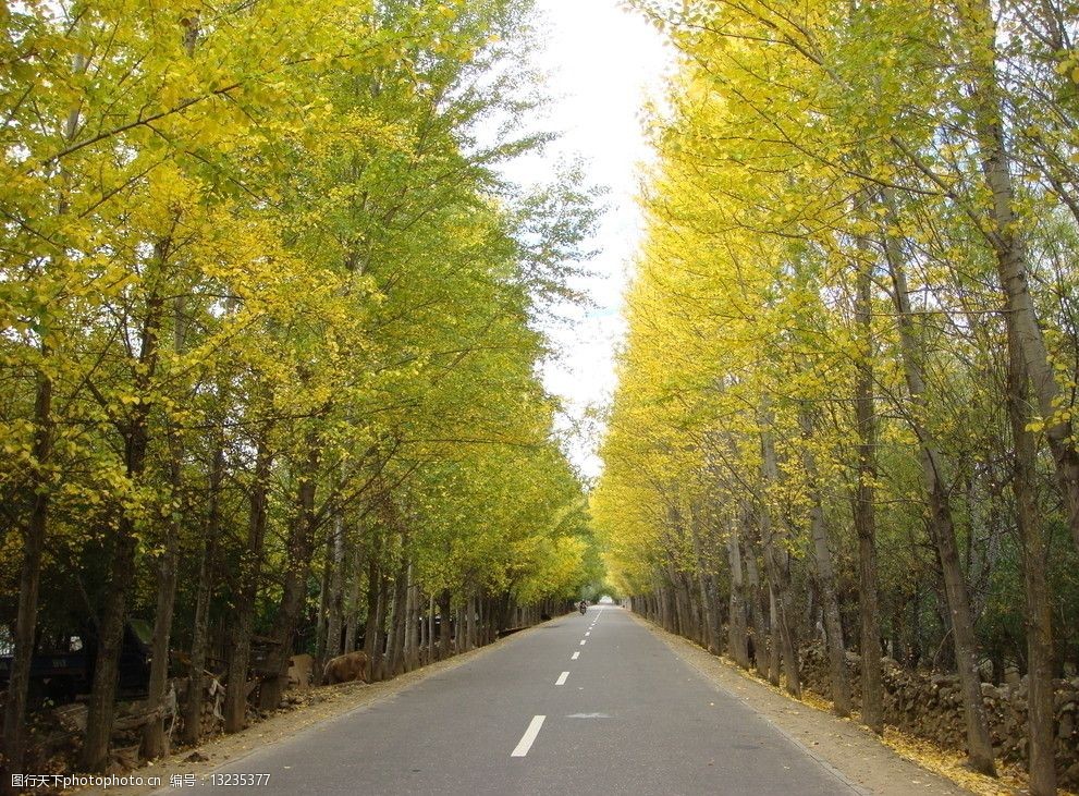 关键词:美丽的道路 西藏 11月 彩林 道路 美景 杨树林 国内旅游 旅游