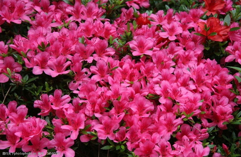 关键词:杜鹃花 山花烂漫 粉色花朵 花草 生物世界 摄影 72dpi jpg