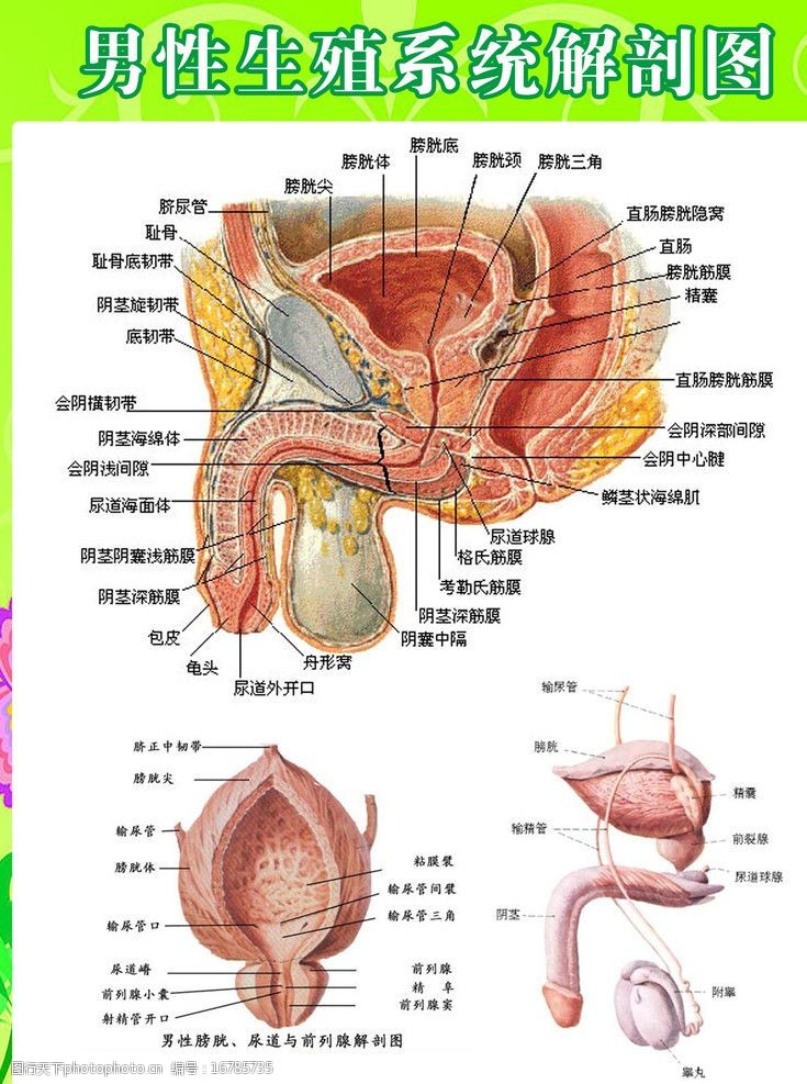 男性生殖系统解剖图图片