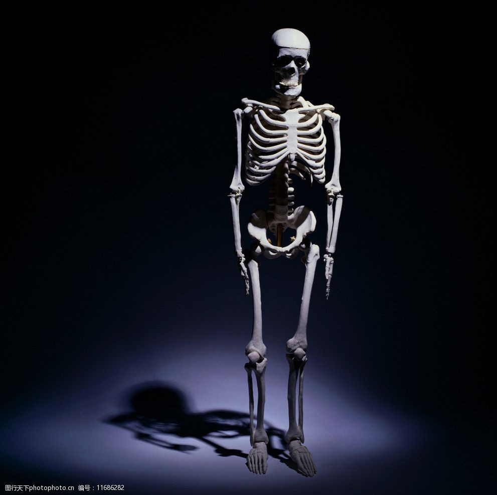 关键词:人体骨骼 人体 骨骼 人骨 骨头 医学 模型 透视 骷髅 自然摄影