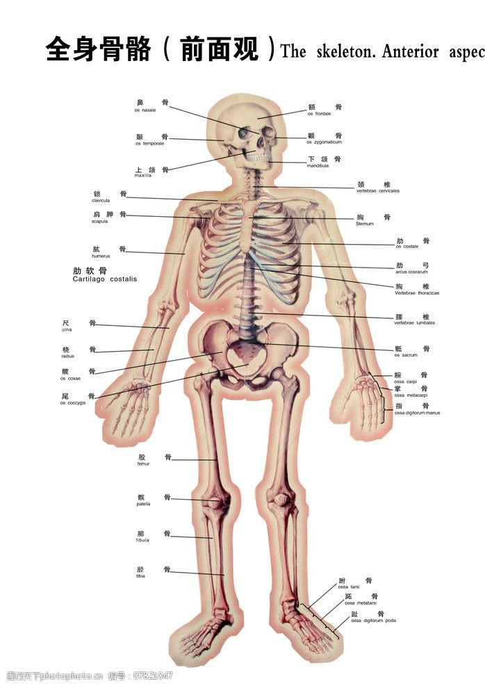 关键词:全身骨骼图 全身骨骼模式图 骨骼 人体图 人体 模式图 医学图