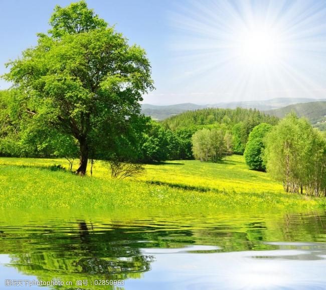 阳光明媚下的旷野草地树林湖水图片
