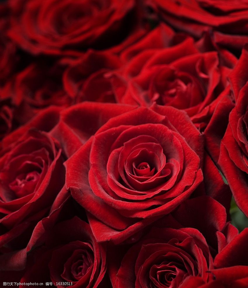 关键词:红玫瑰 玫瑰 绿叶 鲜花 植物 玫瑰特写 玫瑰花摄影 花草 生物