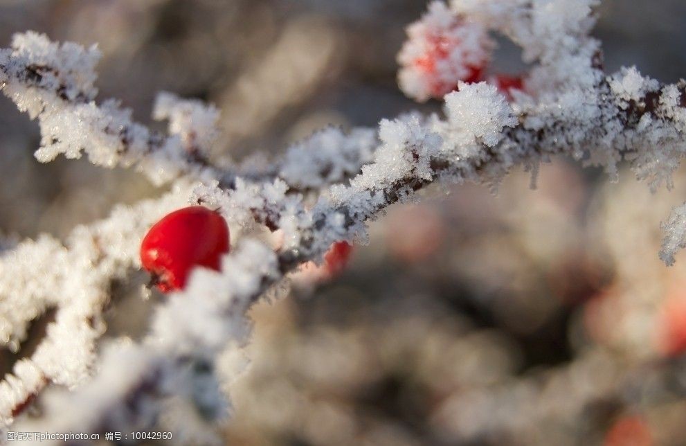 雪中小红果图片