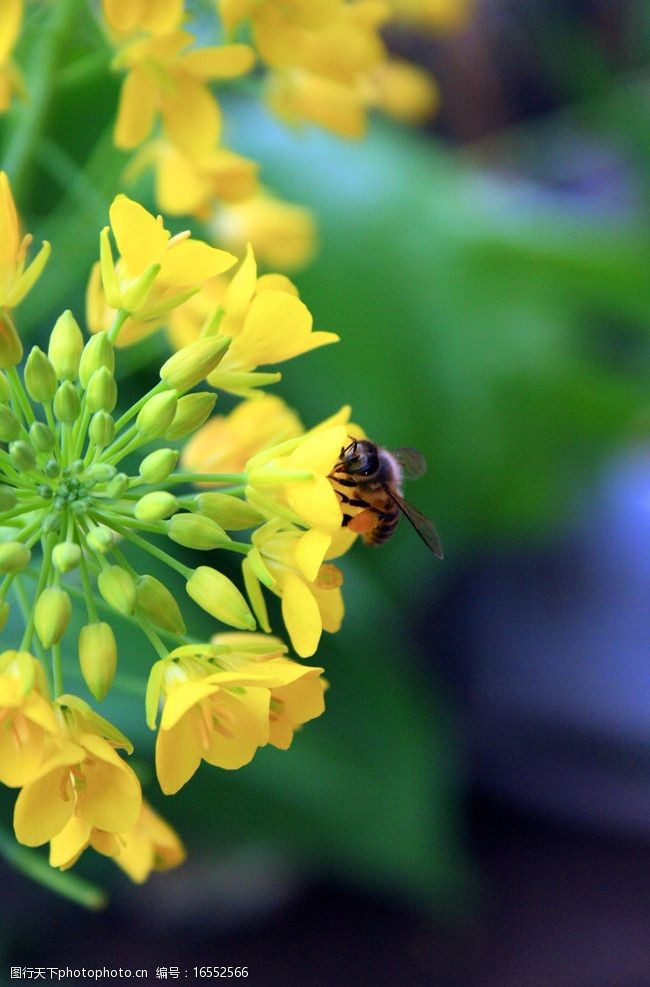 黄花开蜜蜂绕图片