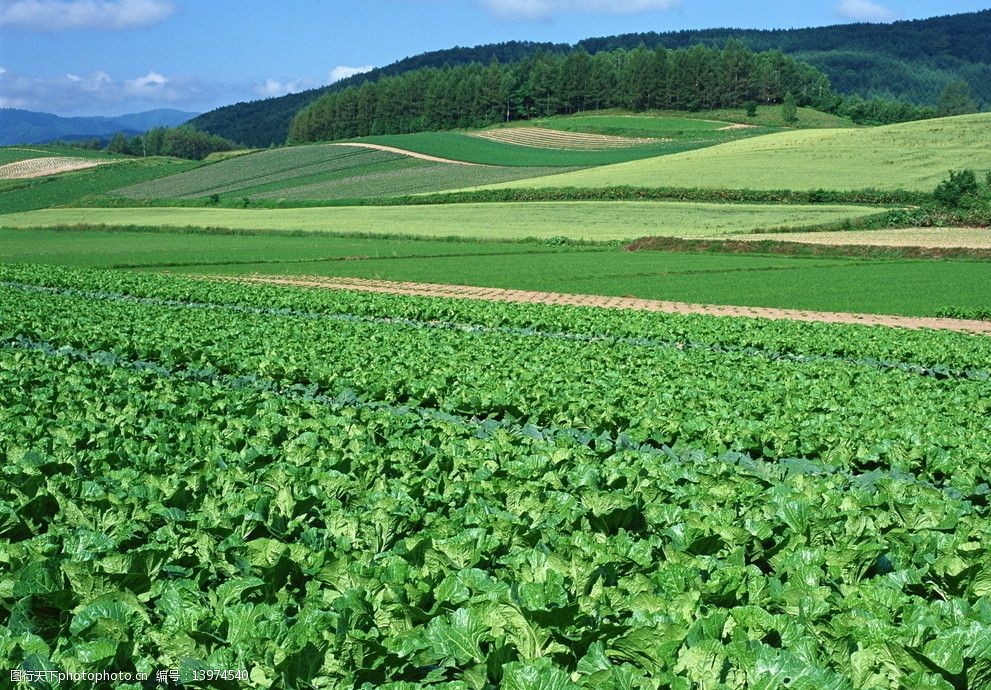 关键词:蔬菜育种基地 蔬菜基地 蔬菜 菜地 食品 规模 有机食品 丰收