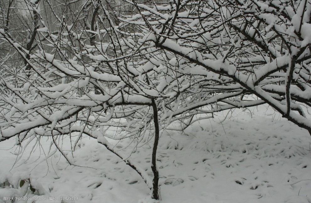 树枝上的雪景图片