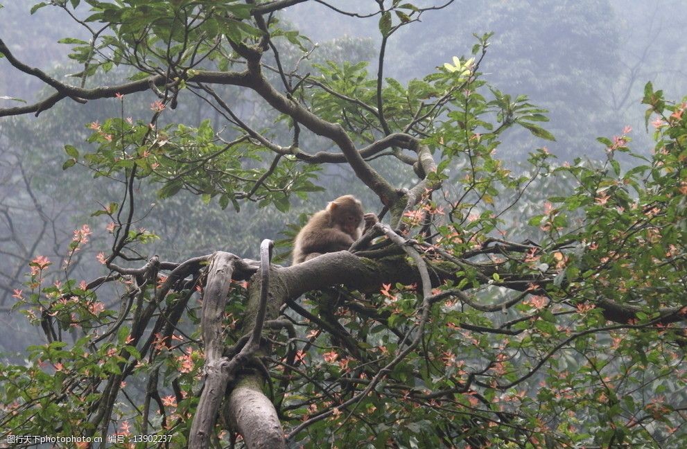 山中猴子称霸王图片