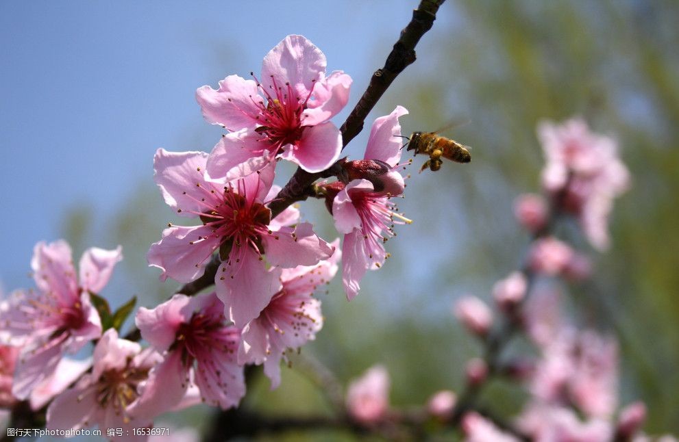 蜜蜂采蜜桃花图片