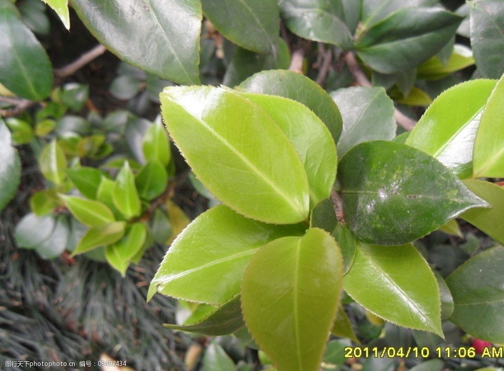 茶树叶子图片