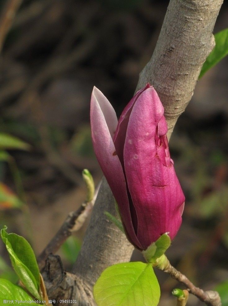 红玉兰花玉兰花玉兰图片