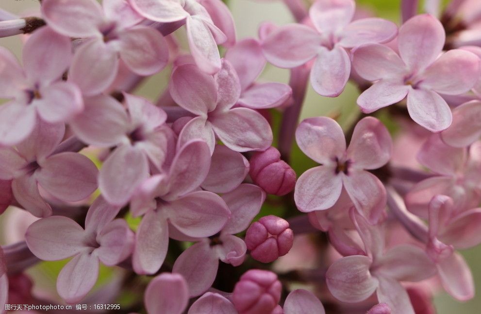 关键词:紫丁香花 花朵 花蕾 花瓣 花草 生物世界 摄影 72dpi jpg