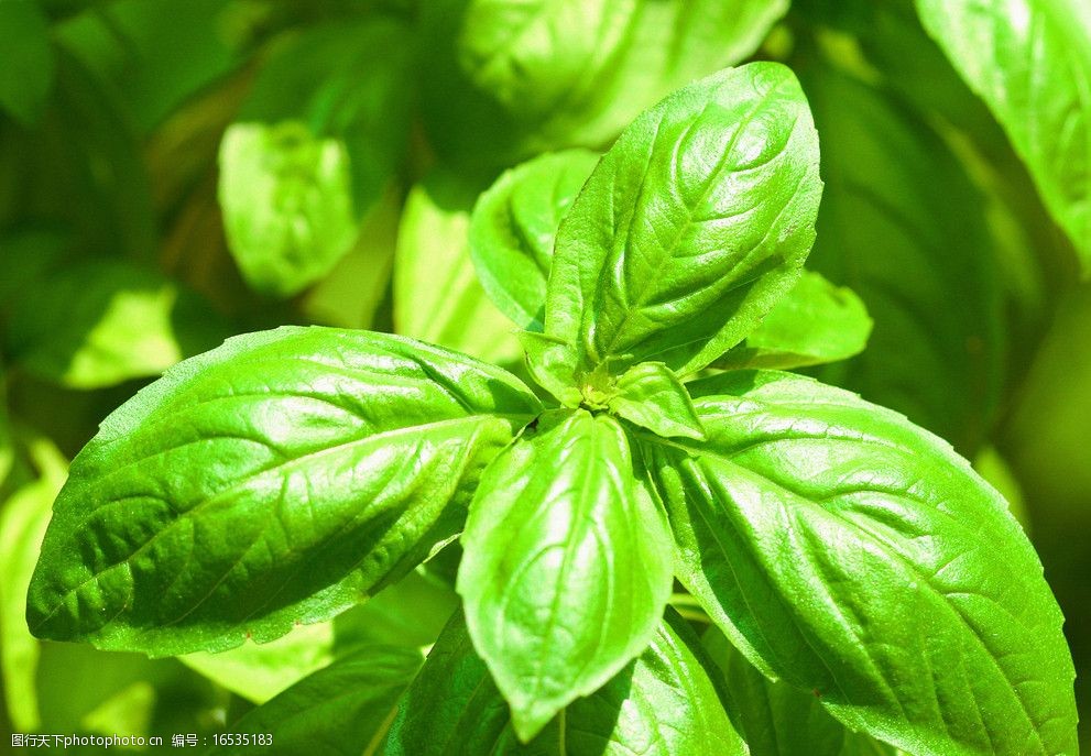 关键词:绿色中草药 中药 草药 中草药 医疗 保健 植物 草药主题 花草