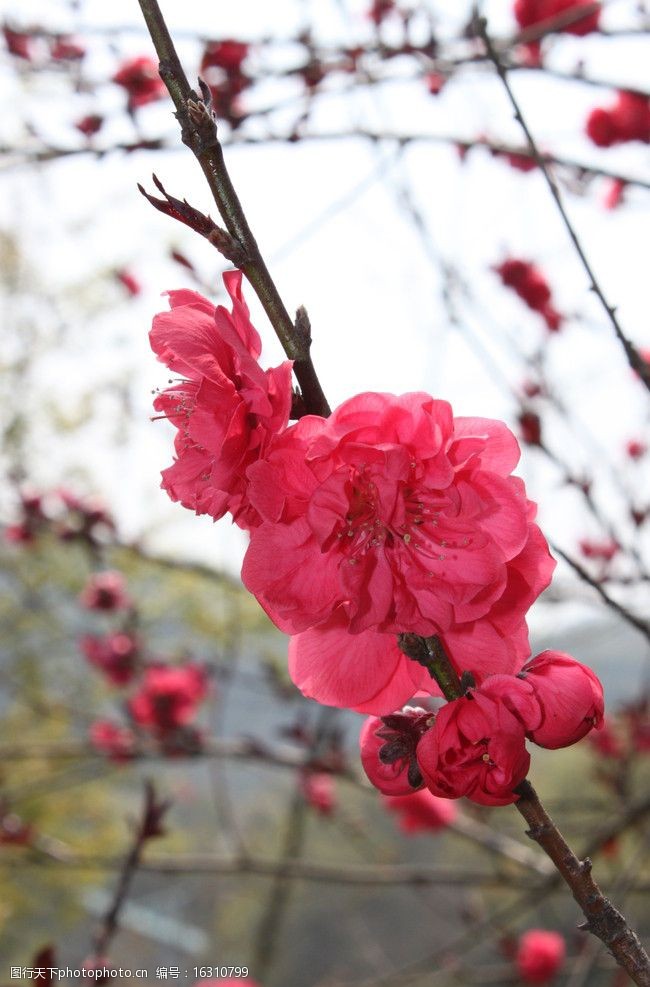 关键词:一支红桃 红艳 宜人 粉红 一串红 桃花 朵朵红 花卉 花草 生物