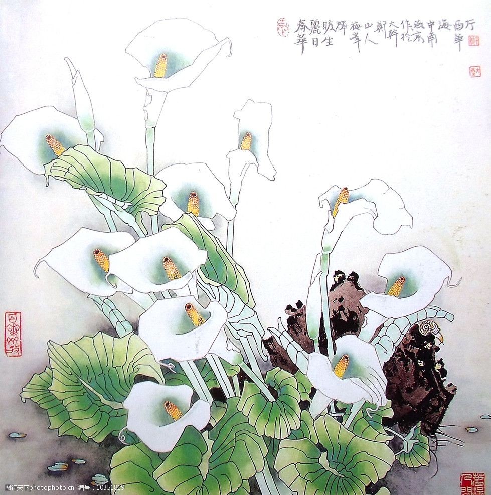 国画马蹄莲图片