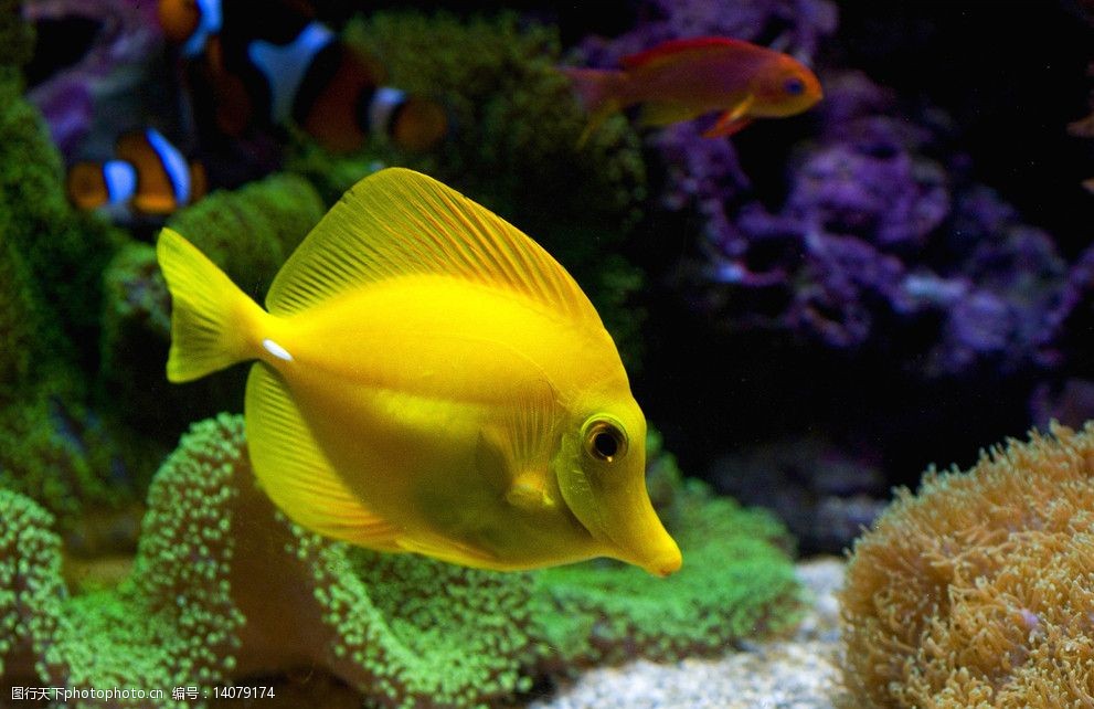 关键词:三角黄吊 yellow tang 黄色鱼 观赏鱼 图库 鱼类 生物世界