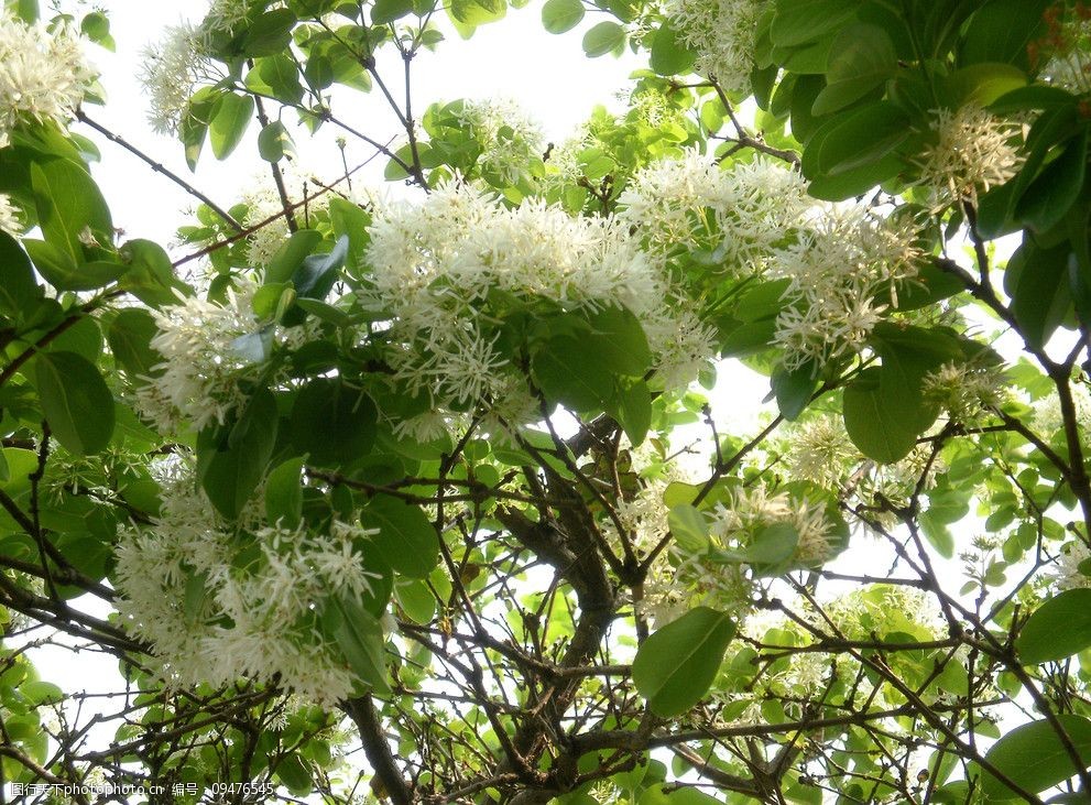 关键词:流苏花 花朵 叶子 白色花 花蕊 树木树叶 花卉摄影 自然风景