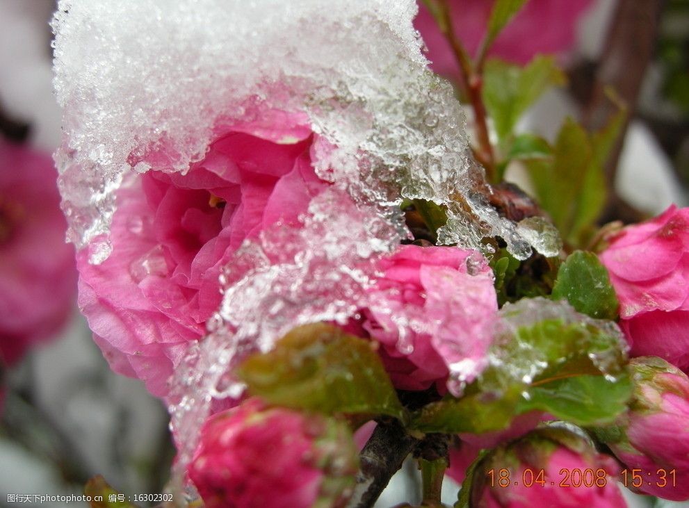 雪中海棠花图片