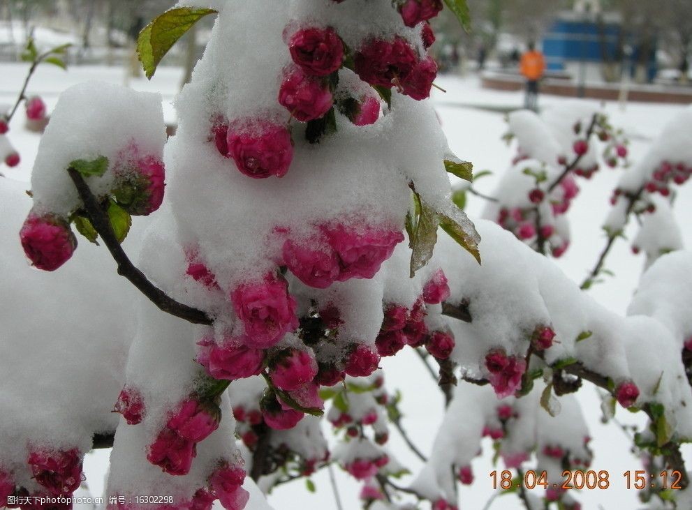 雪中海棠花图片