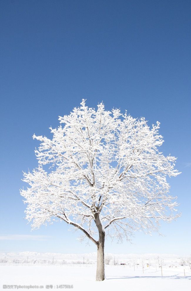 美丽的雪树图片