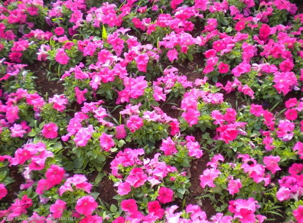 关键词:红色花朵 绿草 草地 绿叶 鲜花 红花 花朵 花卉 花蕊 花儿