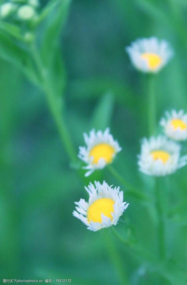关键词:野菊花 菊花 春天 绿色 意境 花草 生物世界 摄影 72dpi jpg