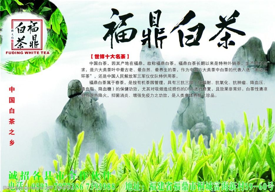 福鼎白茶广告设计图片