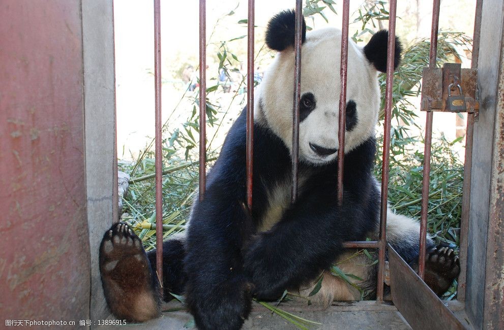 超可爱大熊猫图片