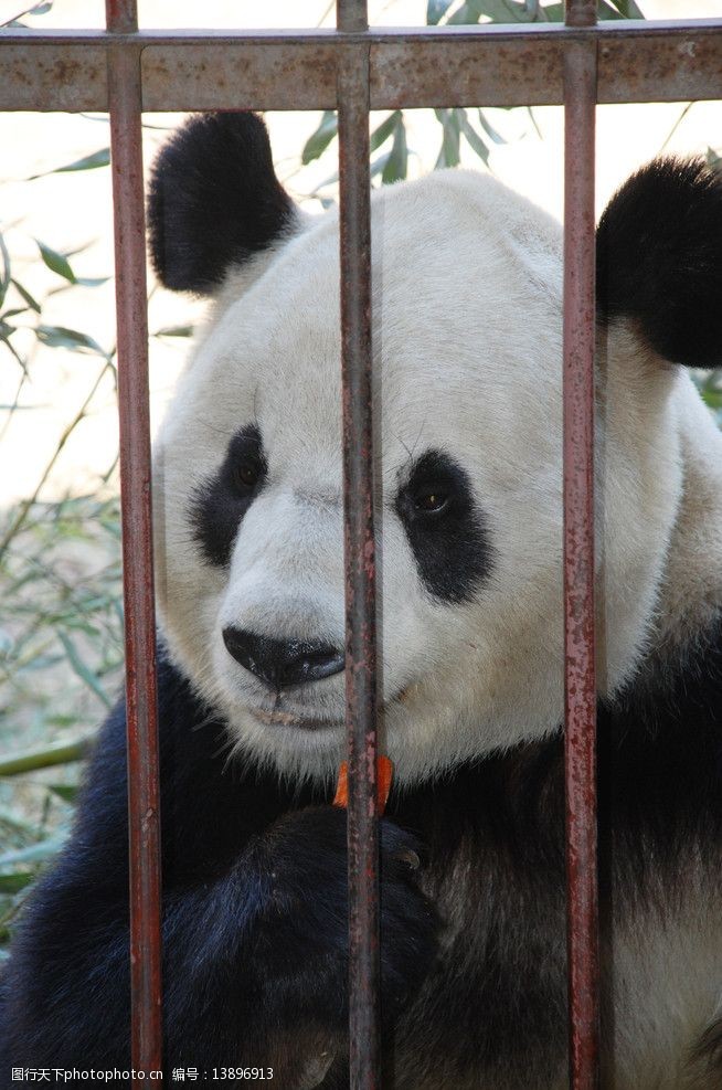 关键词:大熊猫特写 笼中大熊猫 微笑 胖乎乎 中年熊猫 野生动物 生物