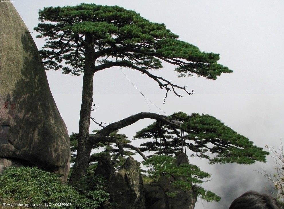 关键词:黄山迎客松 松树 岩石 大雾 迎客松照片 树木树叶 生物世界