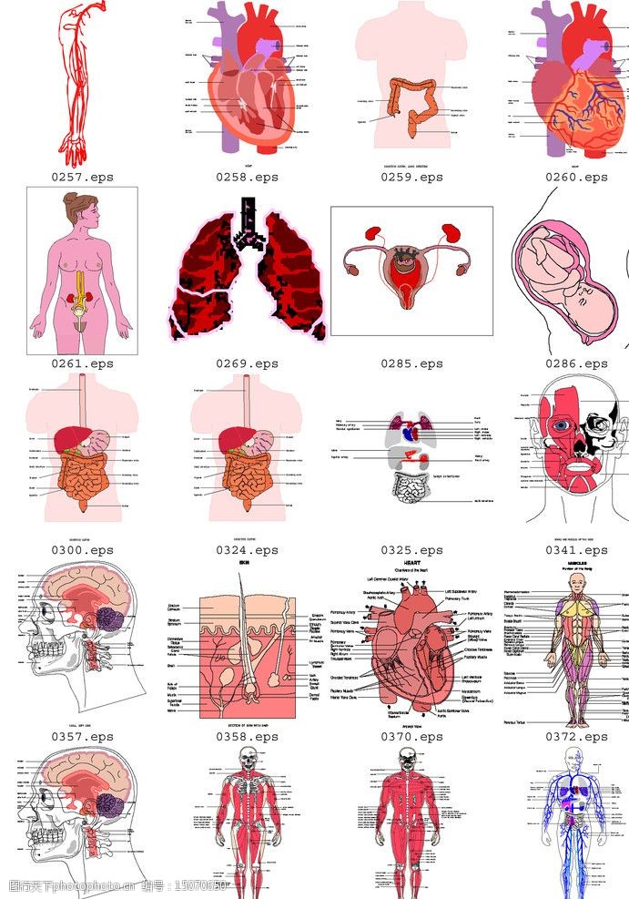 健康医疗类内脏骨骼图片