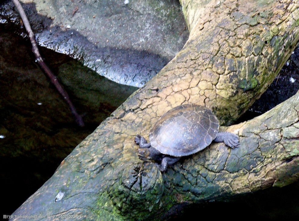 甲鱼王八野生动物生物生物世界图片