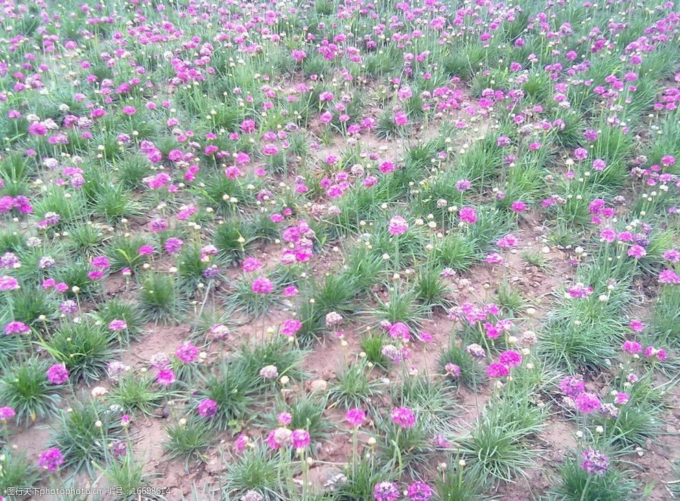 红色小花花圃图片