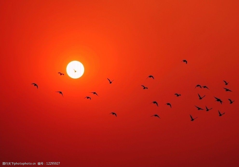 太阳 阳光 鸽子 鸽群 飞翔 阳光里的畅翔 太阳与鸽子 自然风景 自然