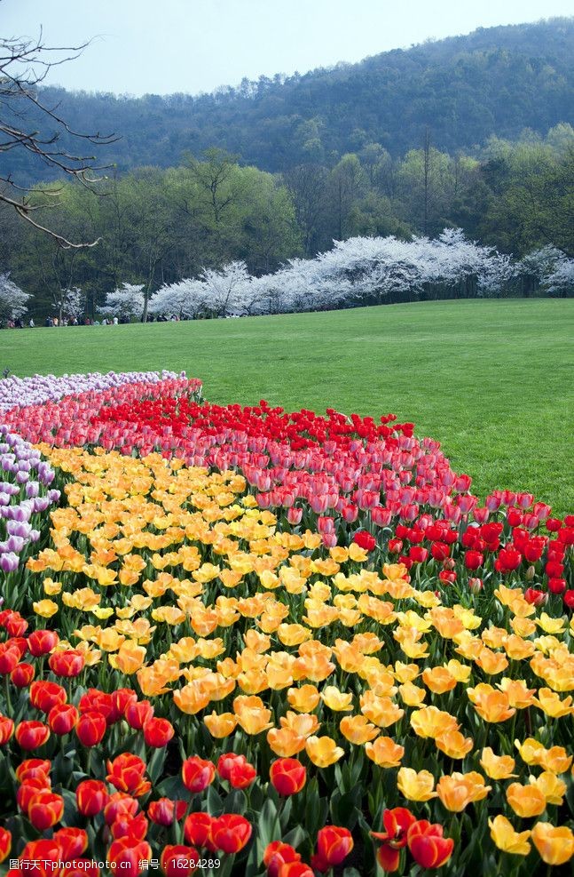 春日杭州太子湾郁金香花海图片