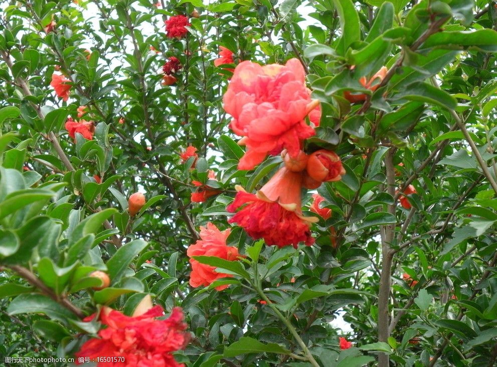 关键词:石榴花 石榴树 含苞欲放 花骨朵 盛开 红花 花朵 花卉 花蕊