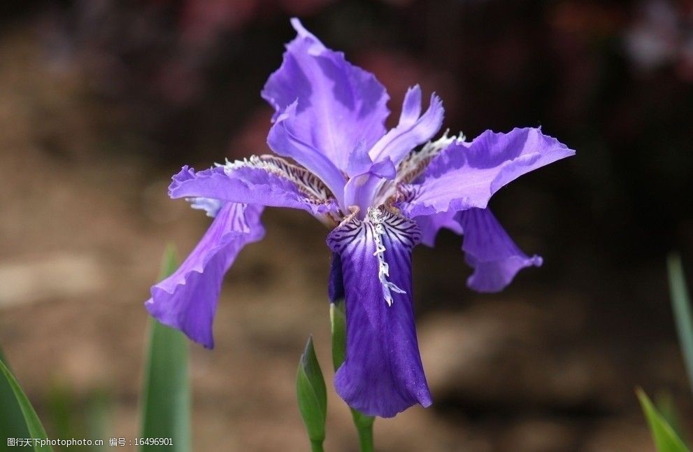 关键词:莺尾兰花 紫色 一朵 花草 生物世界 摄影 72dpi jpg