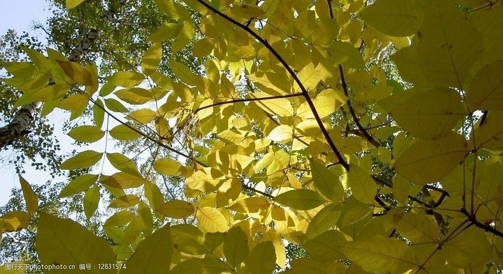 自然风景 自然景观 树林 自然风光 树叶 满屏树叶 仰拍 仰视 透光