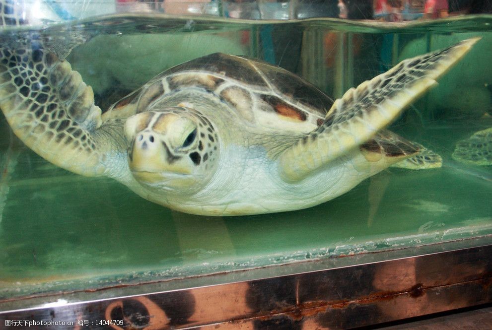 关键词:海洋动物 海洋乌龟 海洋生物 生物世界 摄影 300dpi jpg